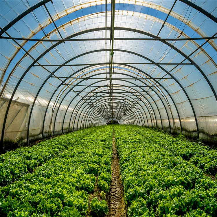 温室大棚种植怎样才能获得最大收益